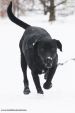 Czarny pies - kocha dzieci, wesoły i przyjacielski, szuka domu