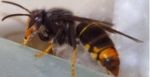 Zwalczanie much | Zwalczanie Szerszeni