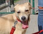 Figo - łagodny, ufny pies w typie laba do adopcji