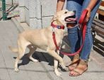 Figo - łagodny, ufny pies w typie laba do adopcji