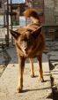 Rudas - piękny kasztanowy pies szuka domu