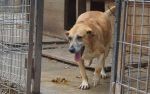 Wiki - rudy pies w schronisku od szczeniaka
