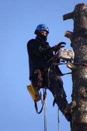 Ścinka drzew, ścinka sekcyjna prace alpinistyczne