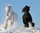 Ukraina.Konie,zwierzeta hodowlane,ogiery,klacze,siwe rysaki 900zl