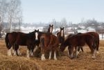 Ukraina.Ciezkie konie wlodzimierskie o duzej masie w cenie 3zl/kg
