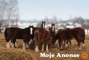 Ukraina.Ciezkie konie wlodzimierskie o duzej masie w cenie 3zl/kg